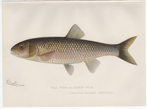 Denton fish lithograph from 1896